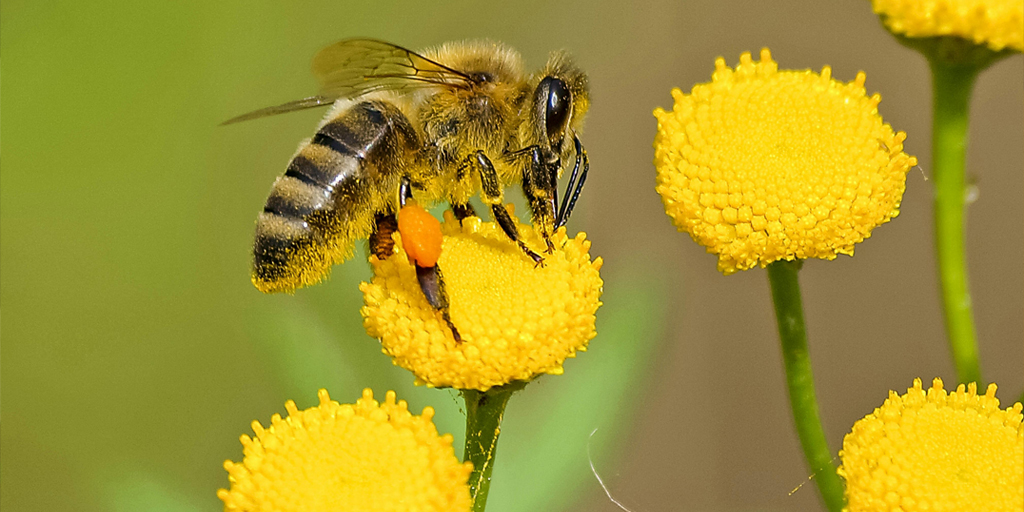 organic pollen bee